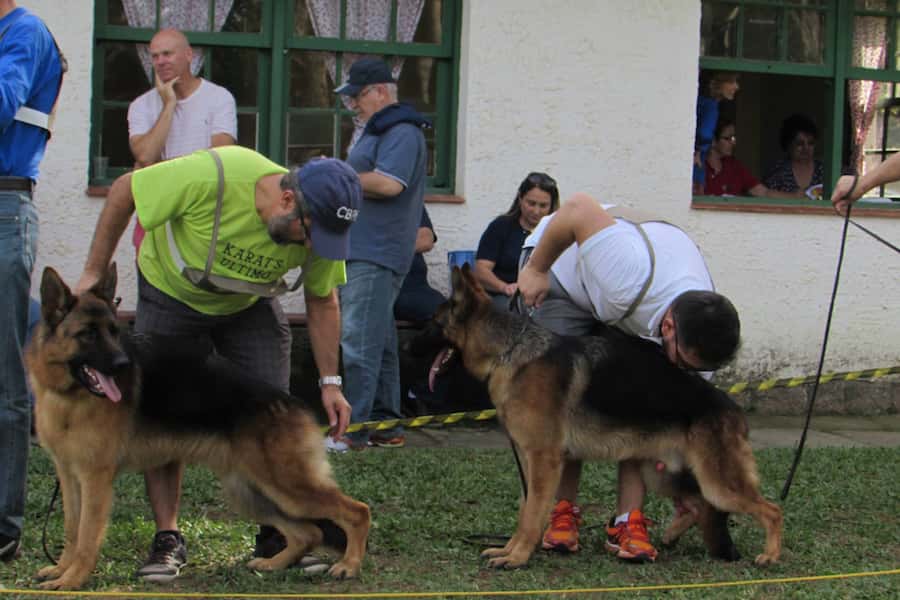 Competiçao da Sociedade Gaúcha de Criadores de Cães Pastores Alemães 6